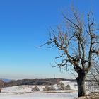 Mit dem Lieblingsbaum heute im Winter schnell noch ein Winterbild herausgesucht...