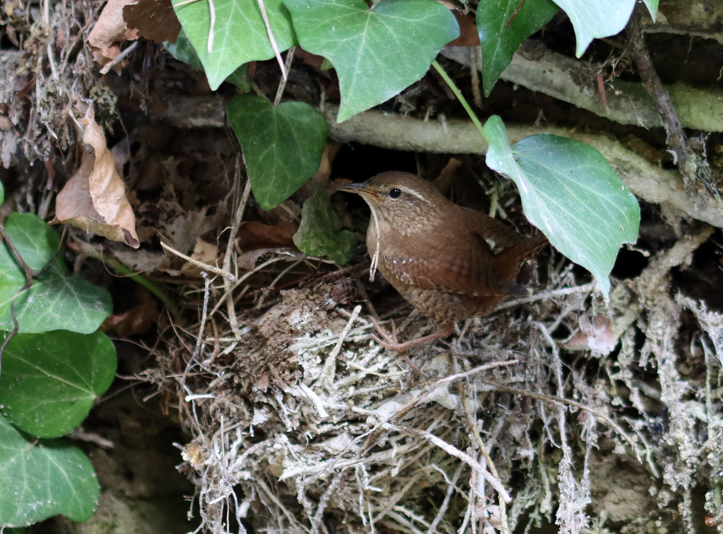 Mit dem Makro auf den Makrovogel