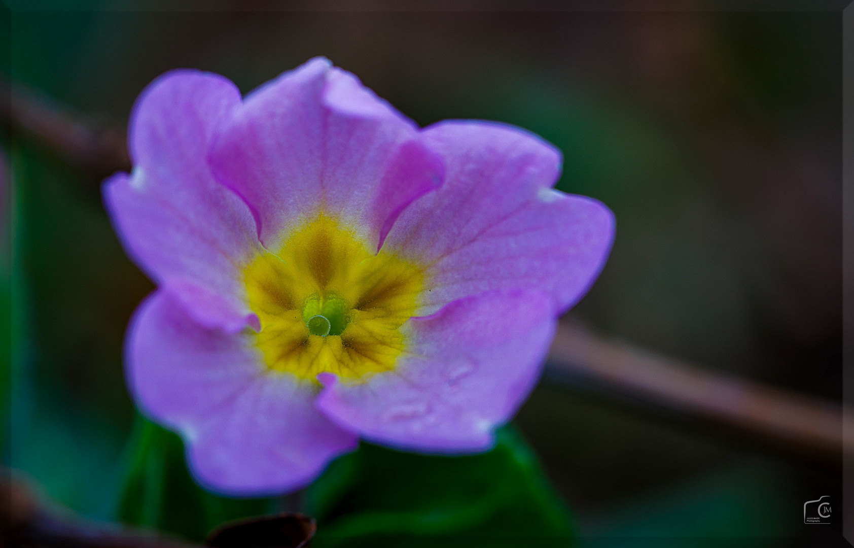 Mit dem Makro im Garten