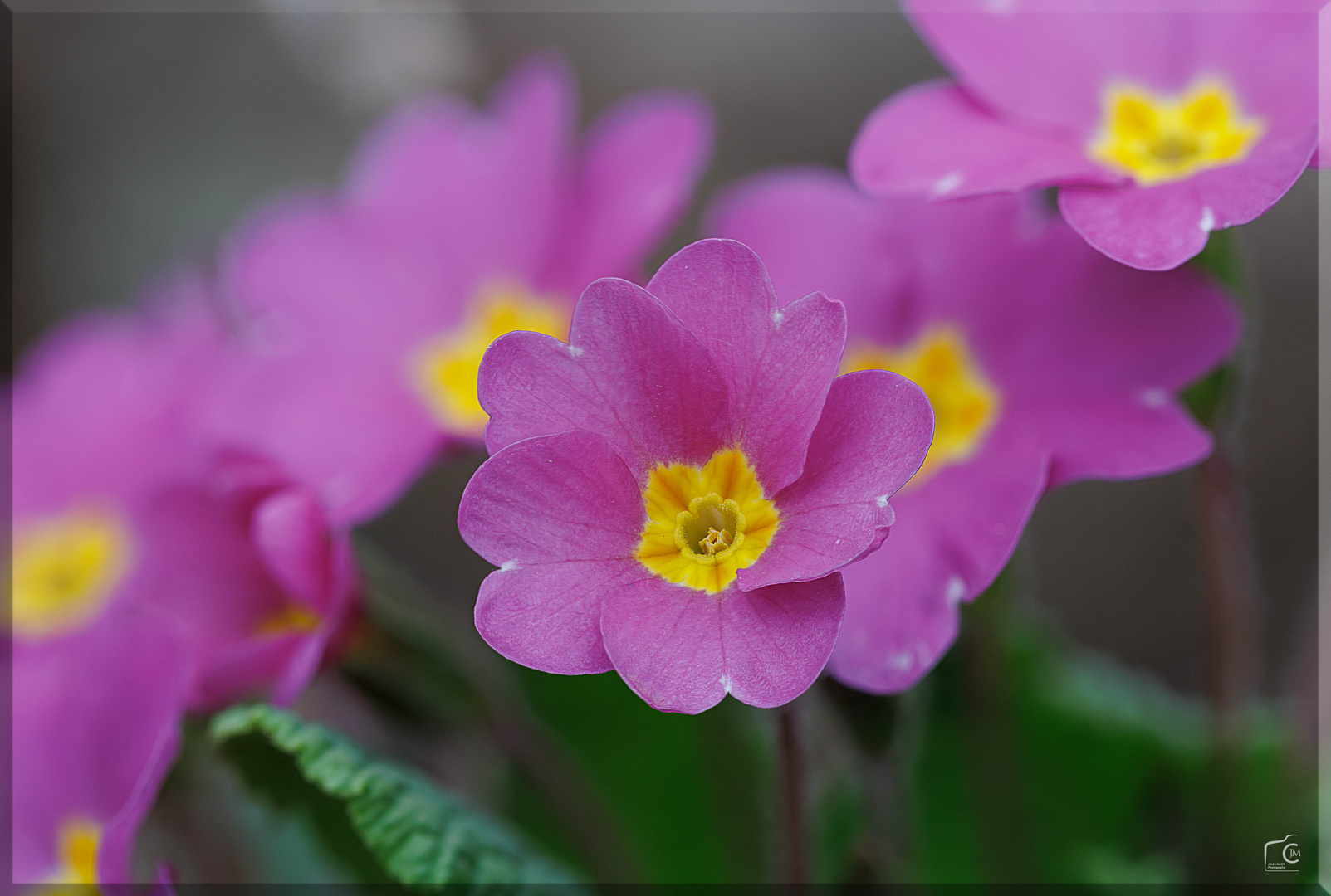 Mit dem Makro im Garten 