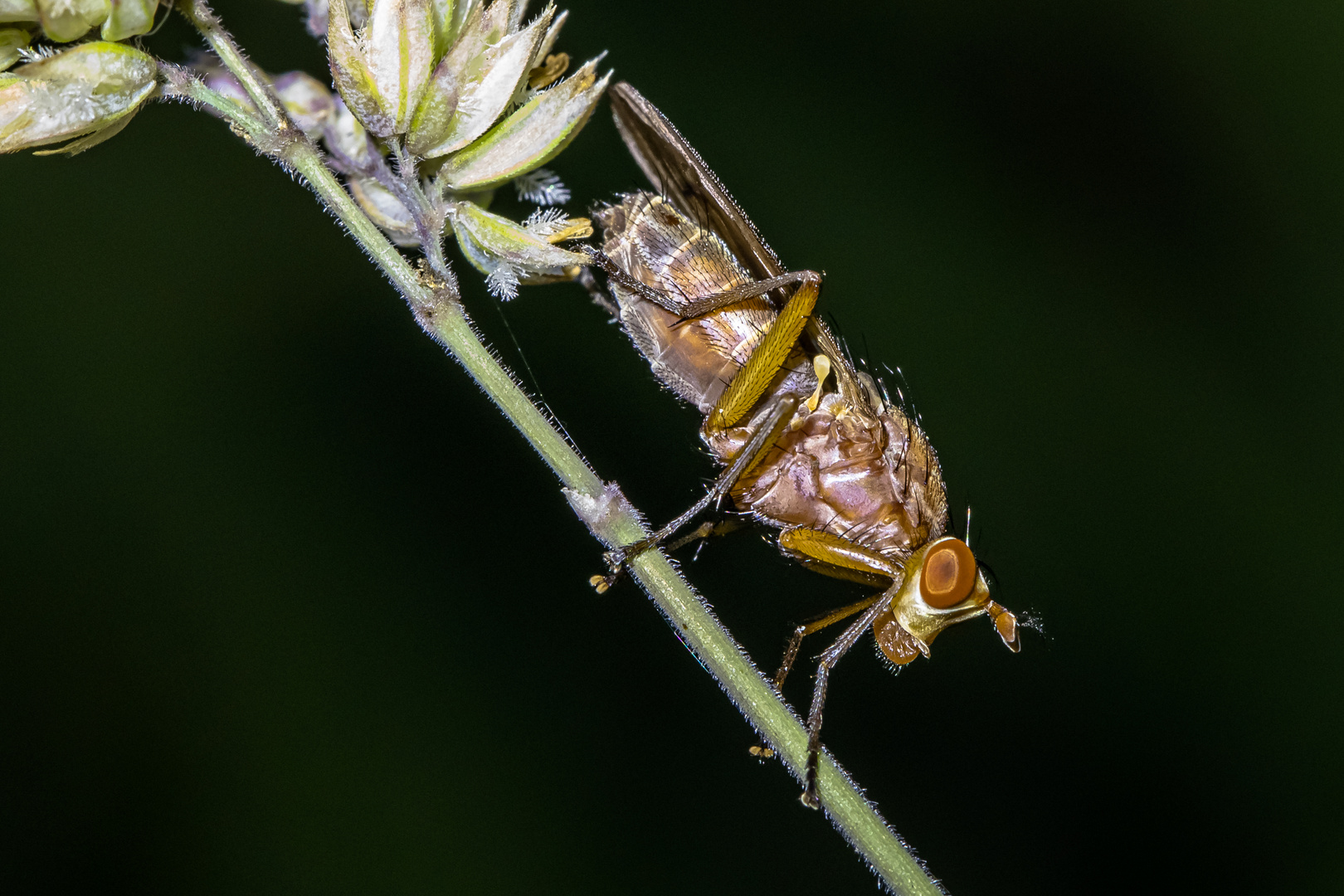 mit dem makro unterwegs