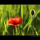 ... mit dem Mohn kommt der Sommer ...