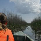 ... mit dem Motorboot im Donaudelta