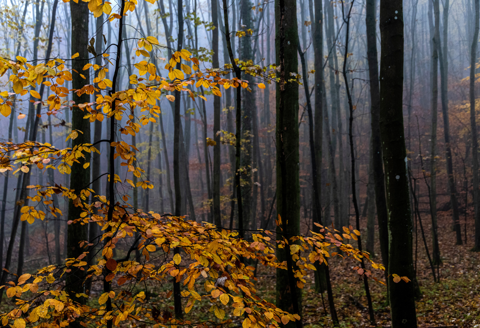 Mit dem Nebel