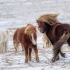 mit dem Nordwind im Fell