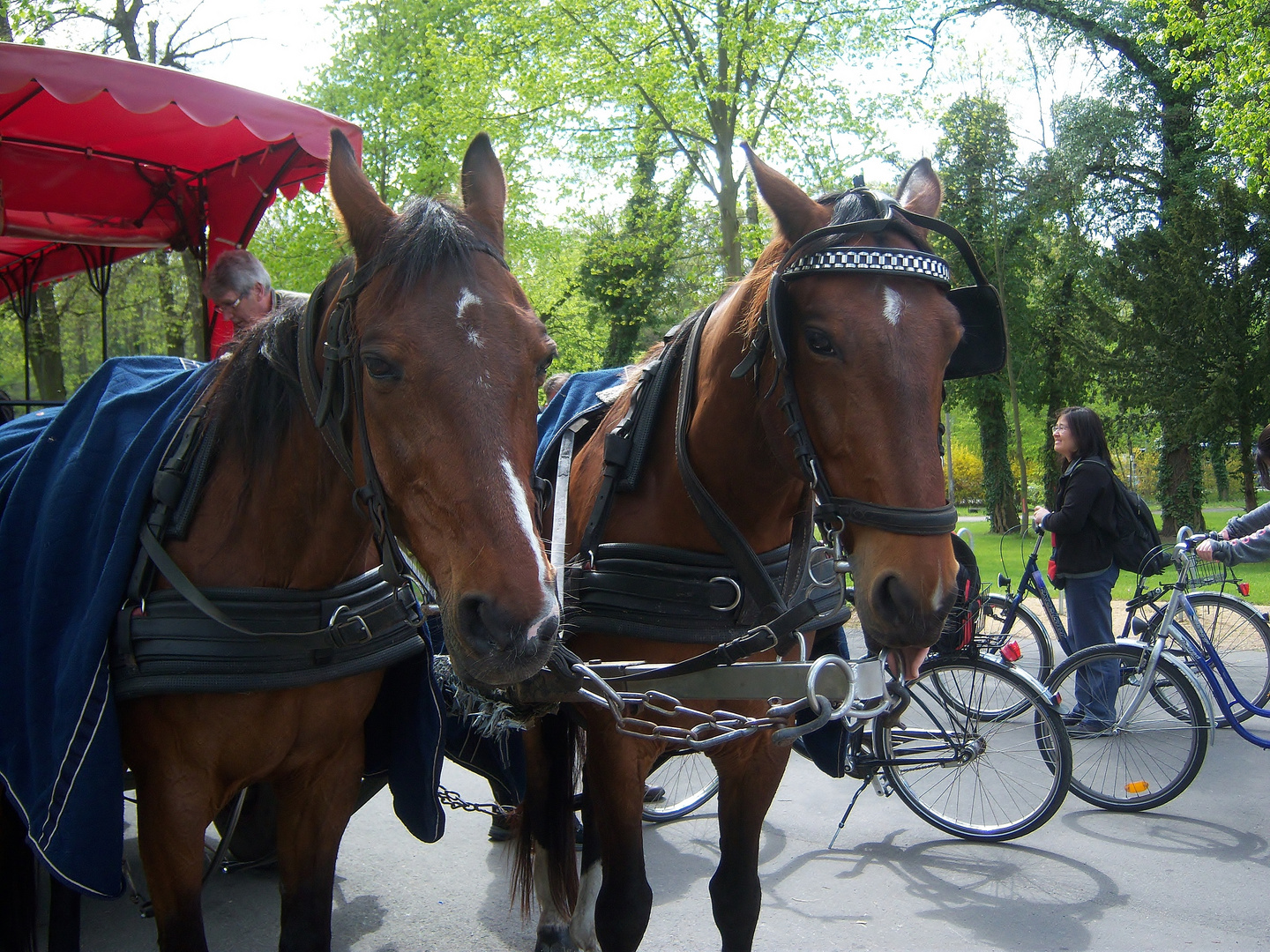 Mit dem Pferdegespann durch den Schloßpark von Sanssuci