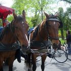 Mit dem Pferdegespann durch den Schloßpark von Sanssuci