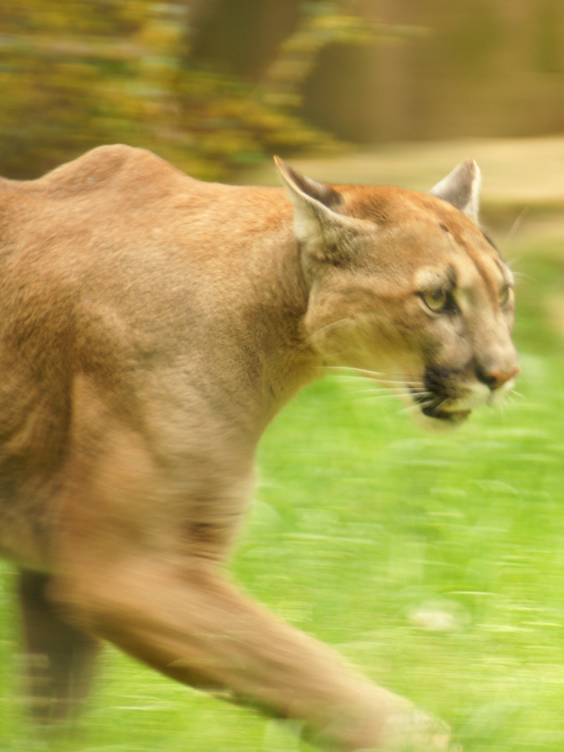 Mit dem Puma um die Wette...