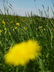 mit dem rücken im Gras und