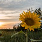 Mit dem Rücken zur Sonne