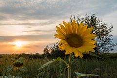 Mit dem Rücken zur Sonne