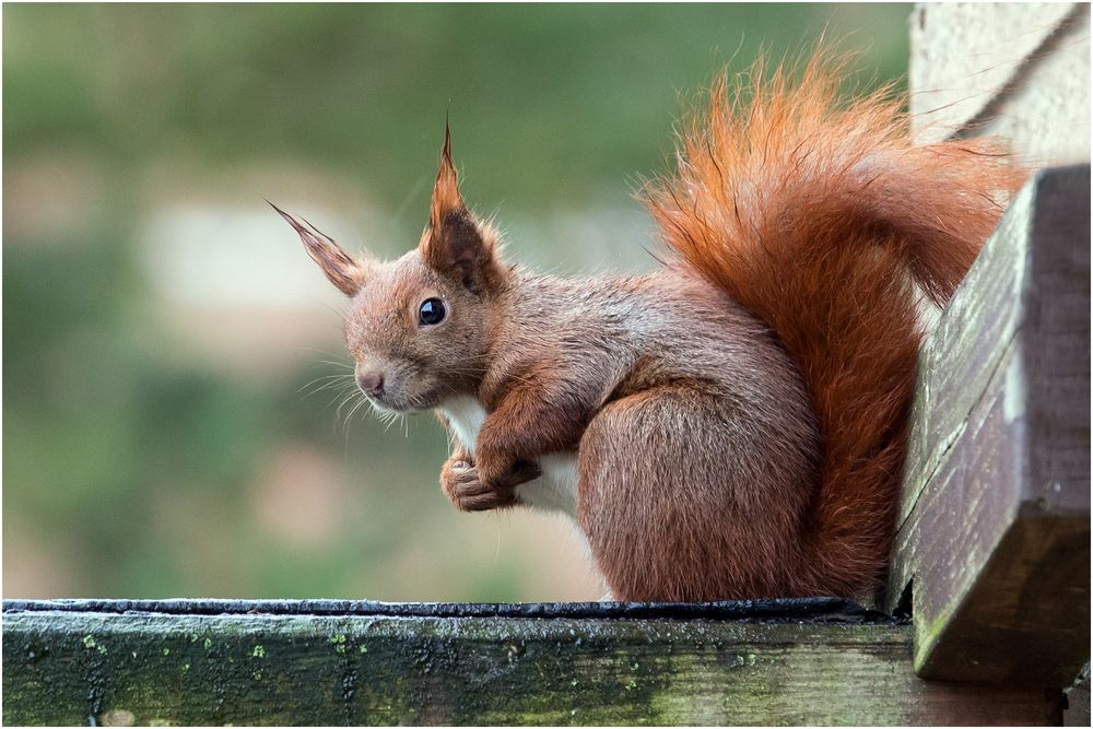 mit dem Rücken zur Wand.. Foto & Bild tiere, wildlife, säugetiere Bilder auf