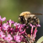 Mit dem Rüssel tief in der Blüte