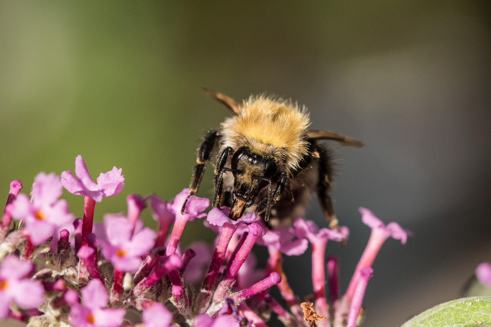 Mit dem Rüssel tief in der Blüte