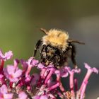 Mit dem Rüssel tief in der Blüte