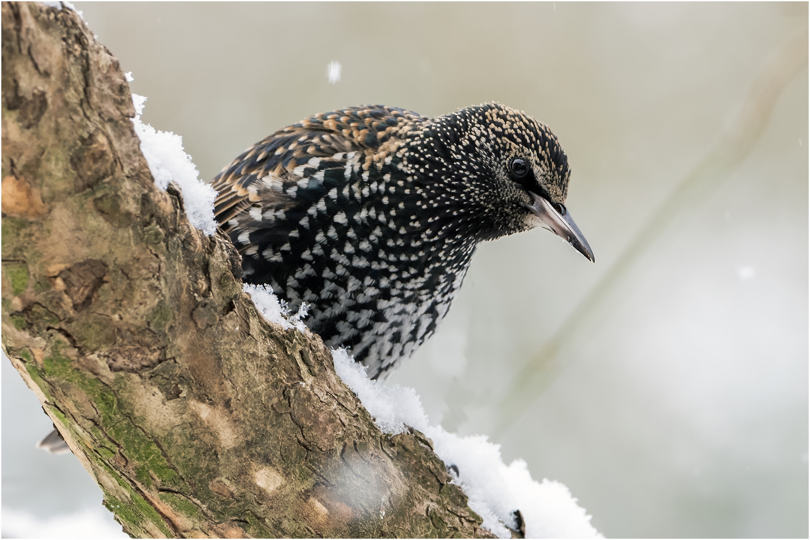 mit dem Schnee kam der erste Star  .....