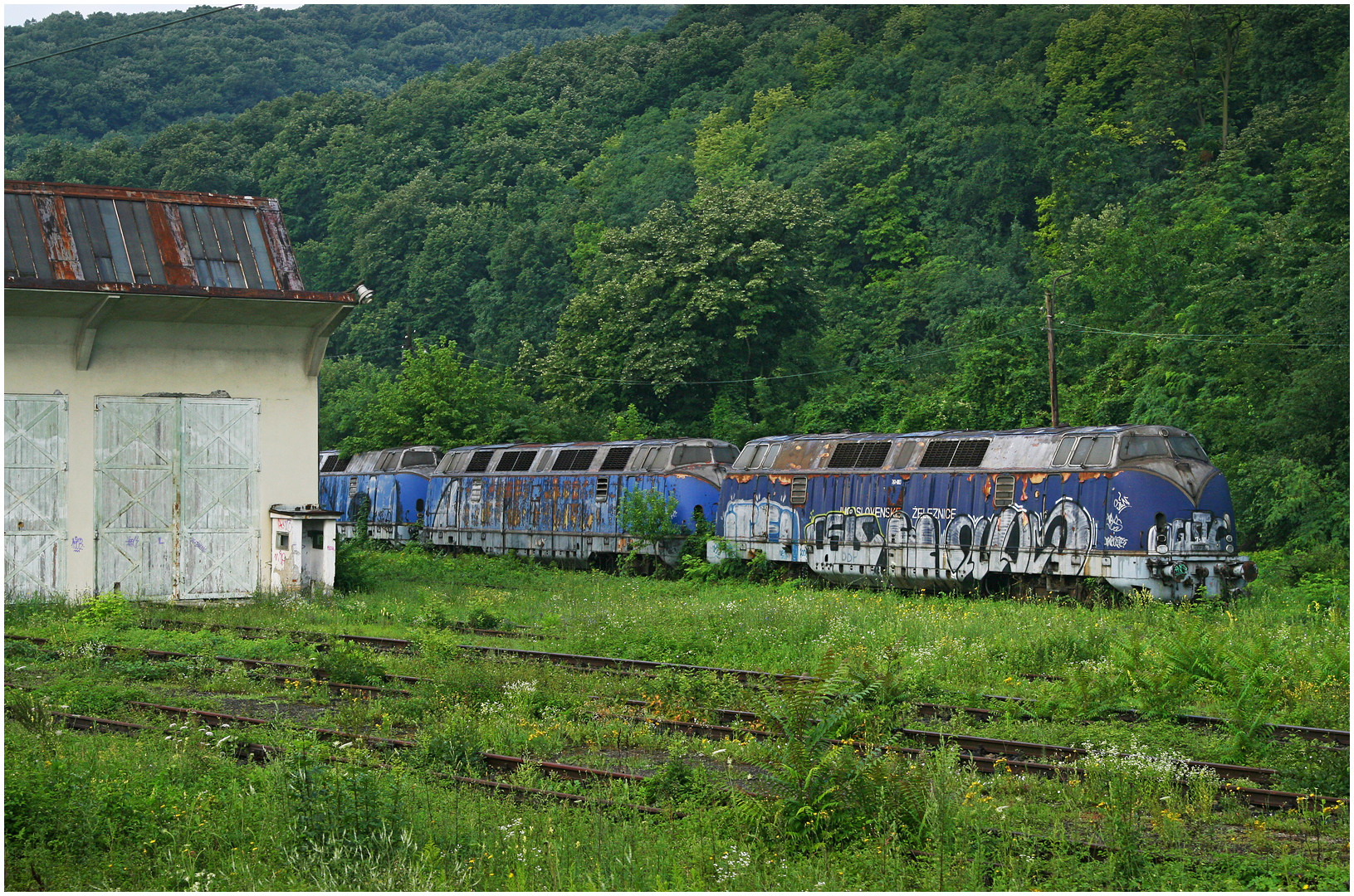 Mit dem Schnellzug durch den Kukuruz XXII