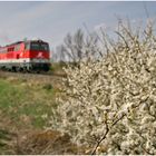 Mit dem Schnellzug durch die Hecke CCI