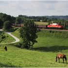 Mit dem Schnellzug durch die Hecke CDLVII