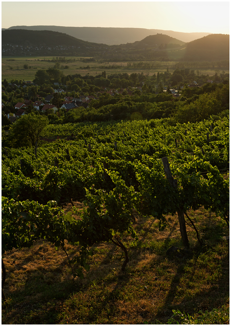 Mit dem Schnellzug durch die Hecke DCCLXXXVII