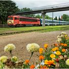 Mit dem Schnellzug durch die Hecke DCCXL