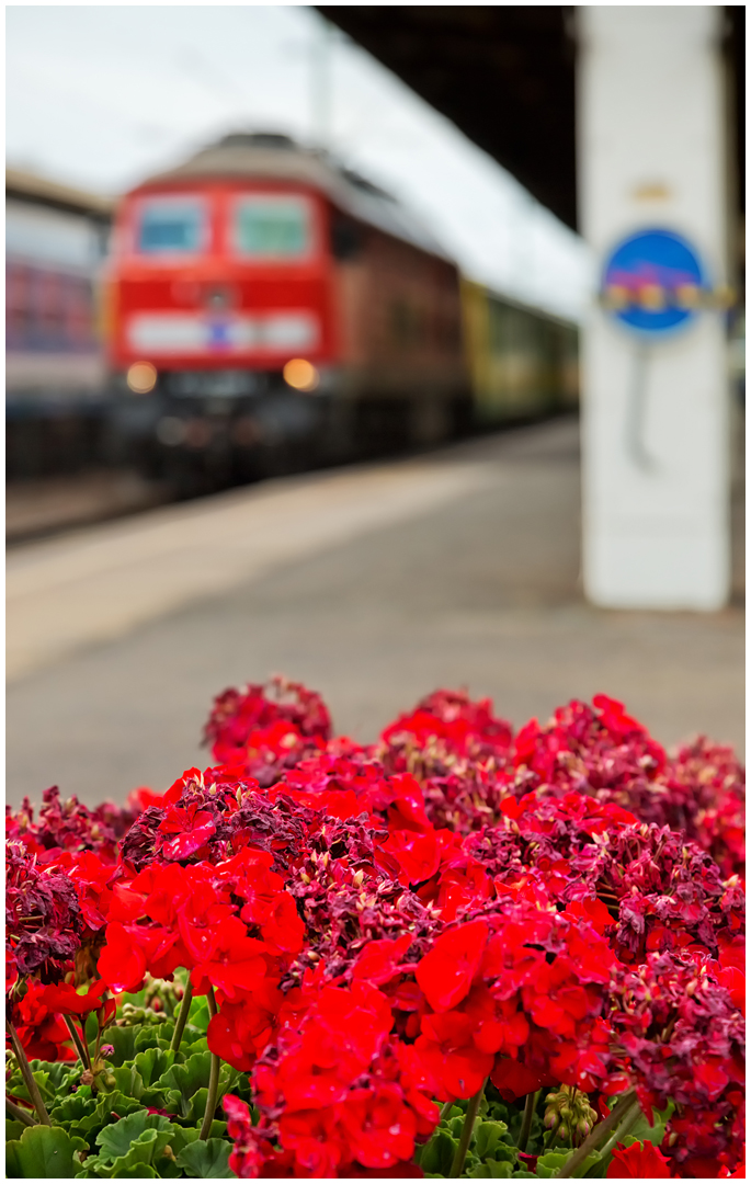 Mit dem Schnellzug durch die Hecke DLXIX