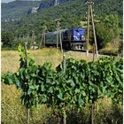 Mit dem Schnellzug durch die Hecke DXXI