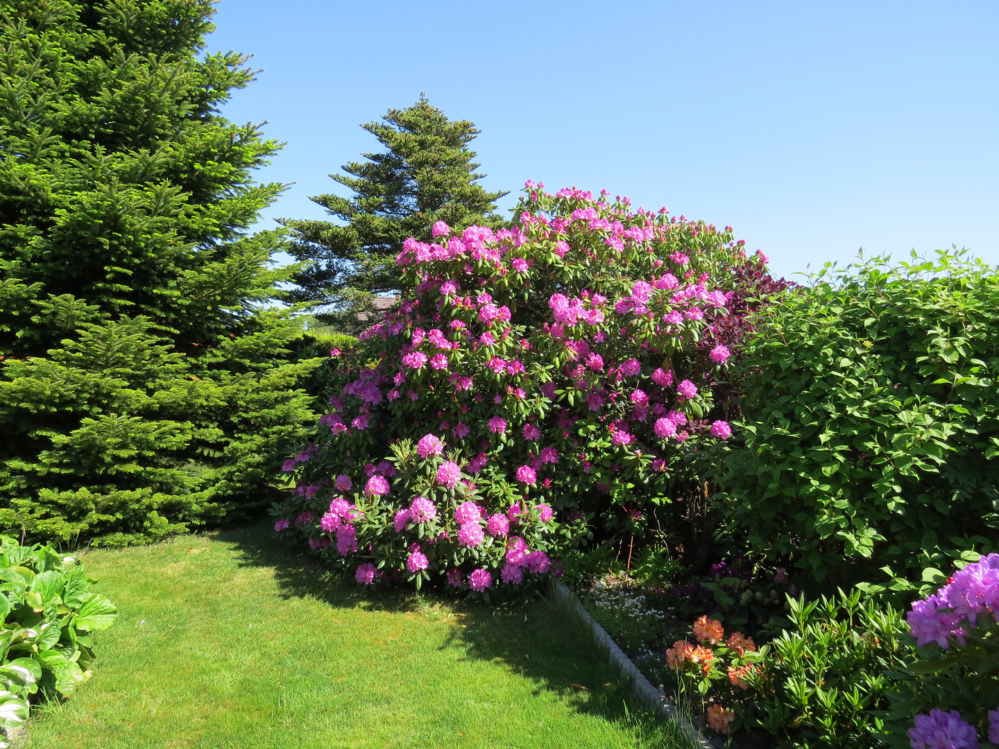 Mit dem schönen Orangen Rhododendron