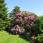 Mit dem schönen Orangen Rhododendron