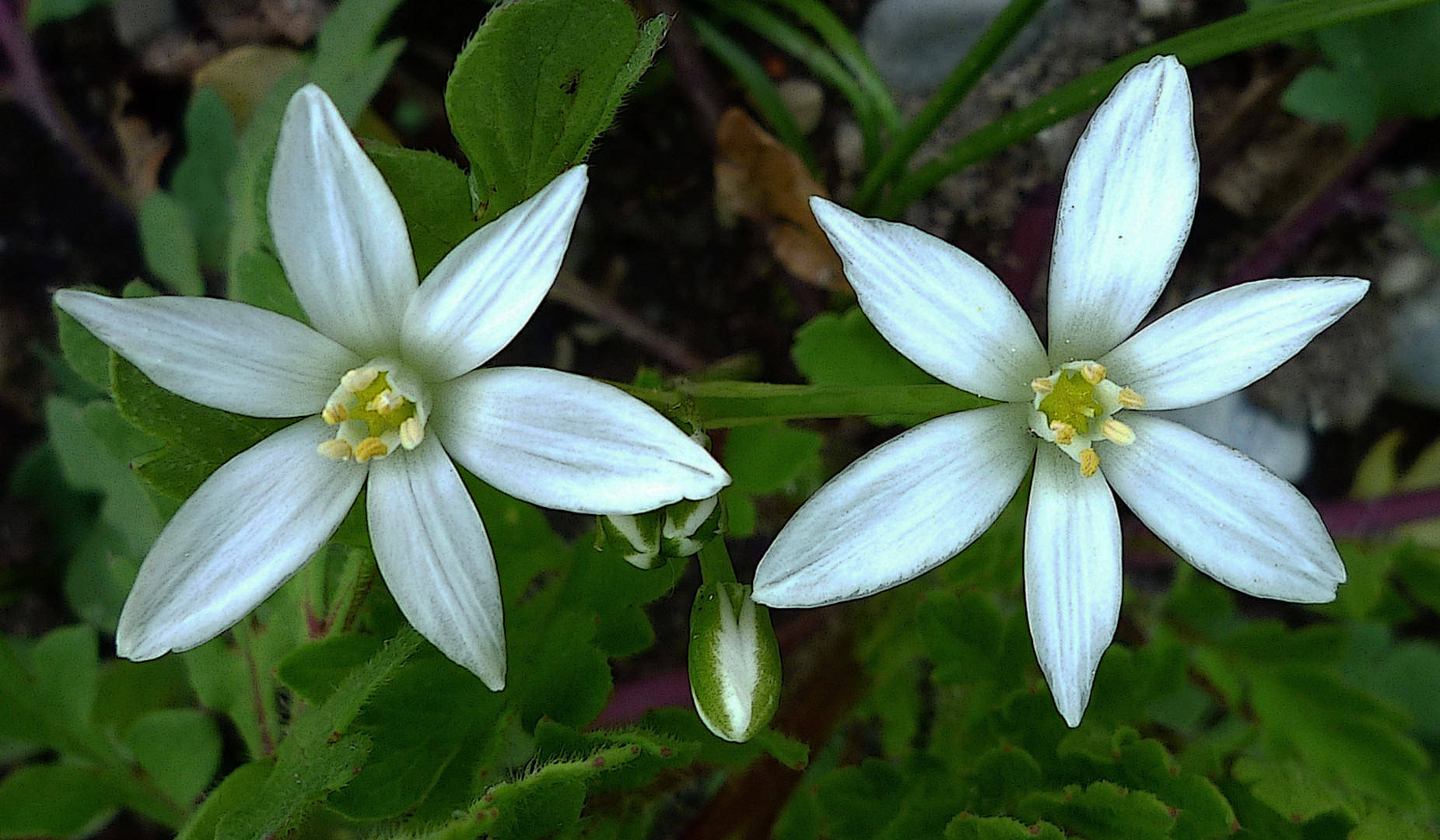 Mit dem "Star of Bethlehem" ...