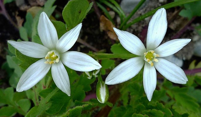 Mit dem "Star of Bethlehem" ...