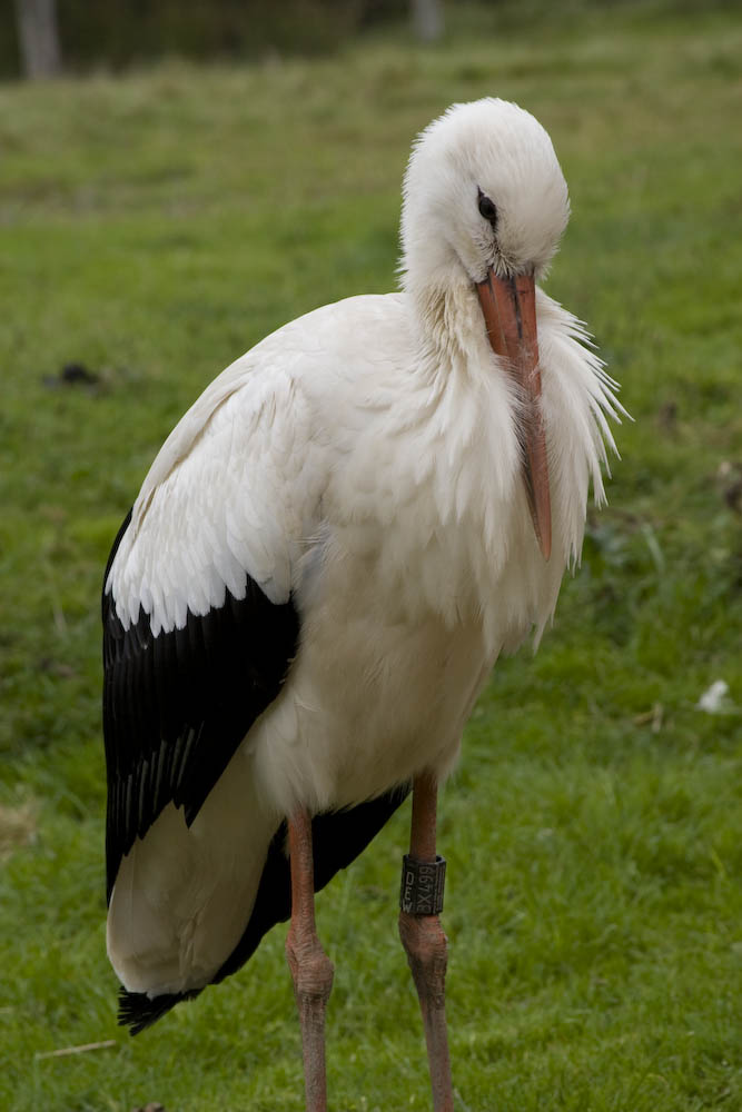 mit dem Storch Aug in Aug