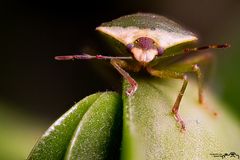 Mit dem Tannenbaum........