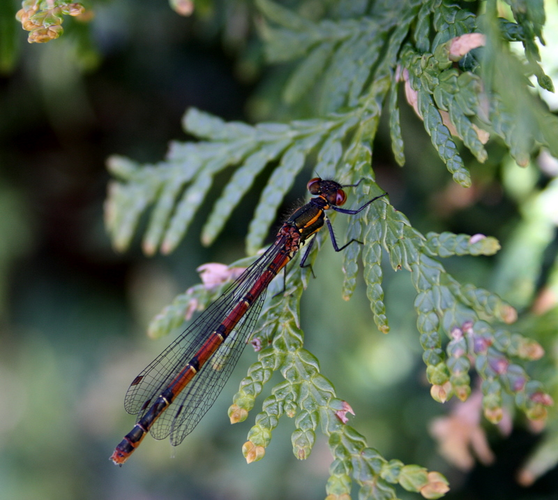 Mit dem Teich kam die Libelle.... Foto & Bild tiere, wildlife