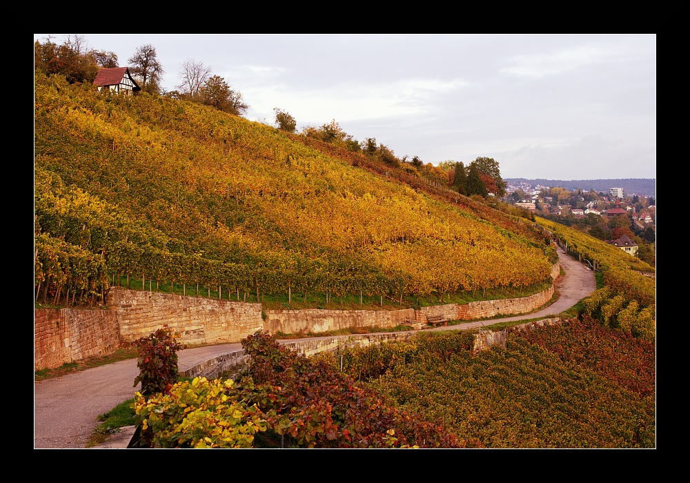 Mit dem Wein kommen die Farben