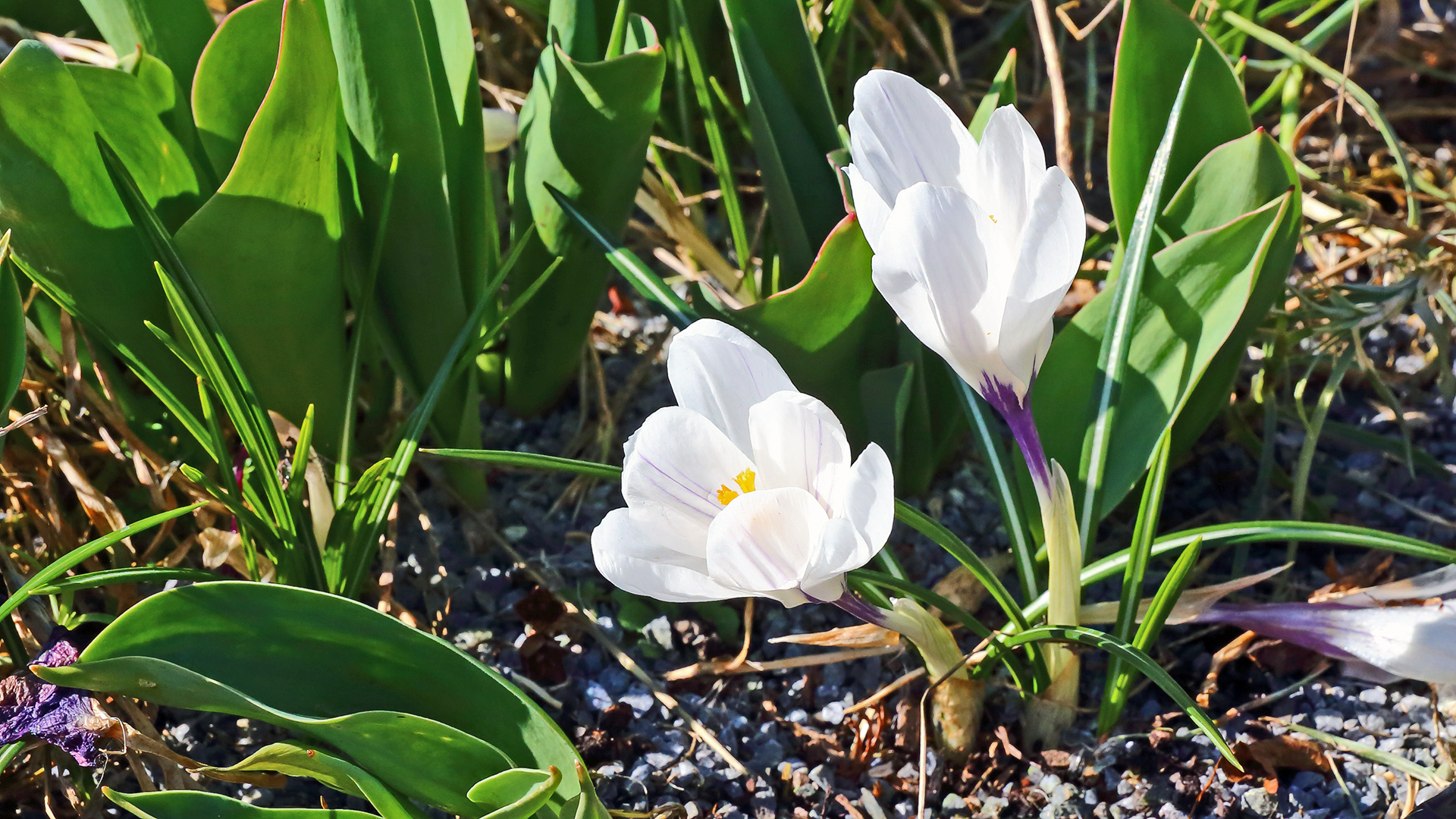 Mit dem weißen Krokus um die Wette strahlen...