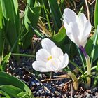 Mit dem weißen Krokus um die Wette strahlen...