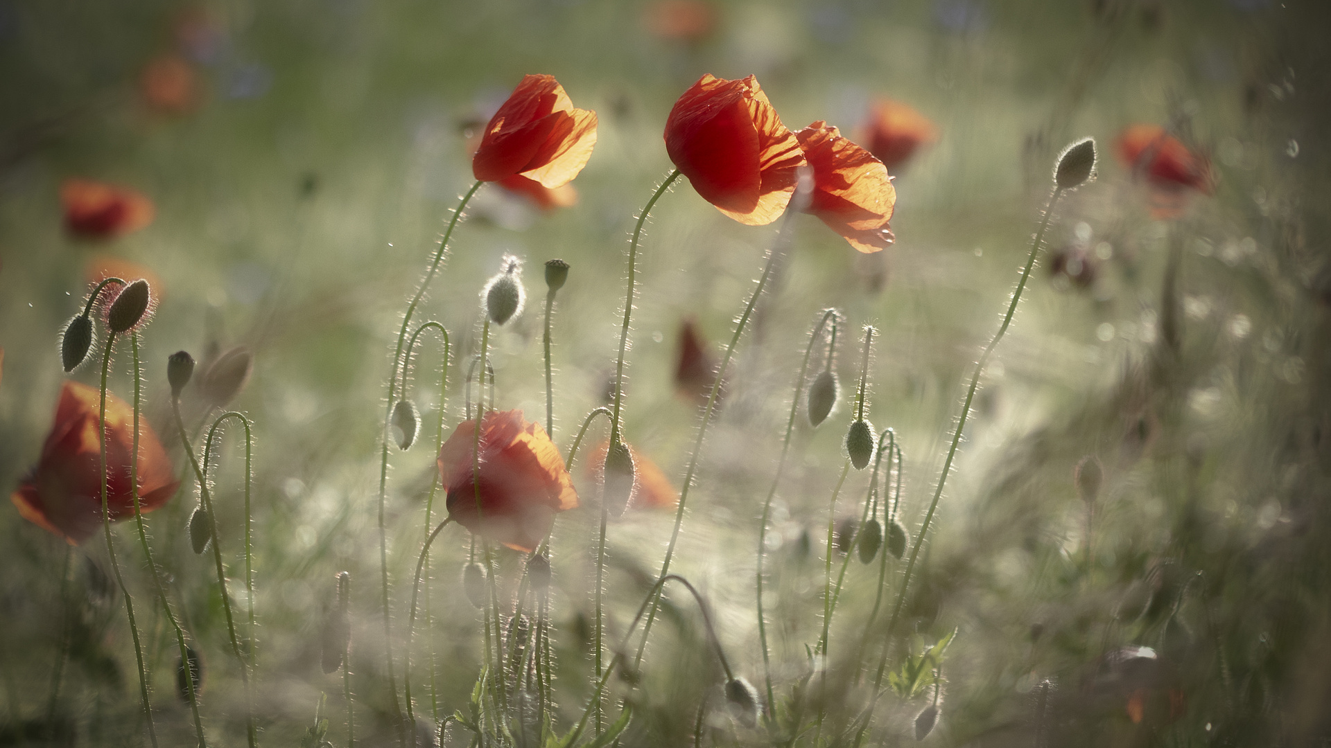 mit dem Wind ...