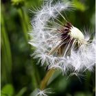 Mit dem Wind auf die Reise