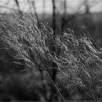 Mit dem Wind flüstern