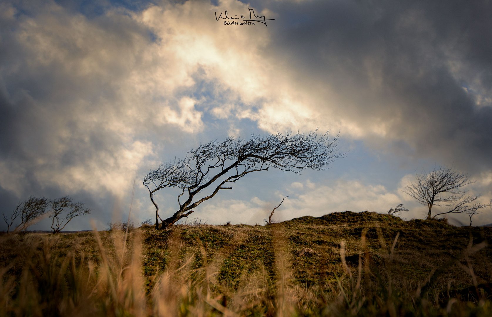 Mit dem Wind gewachsen