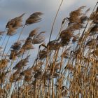 mit dem Wind leben