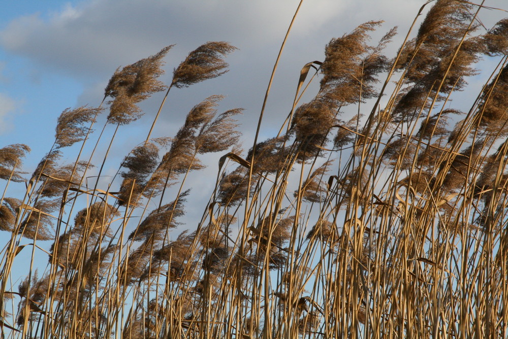 mit dem Wind leben by Christian Ruben Pohl