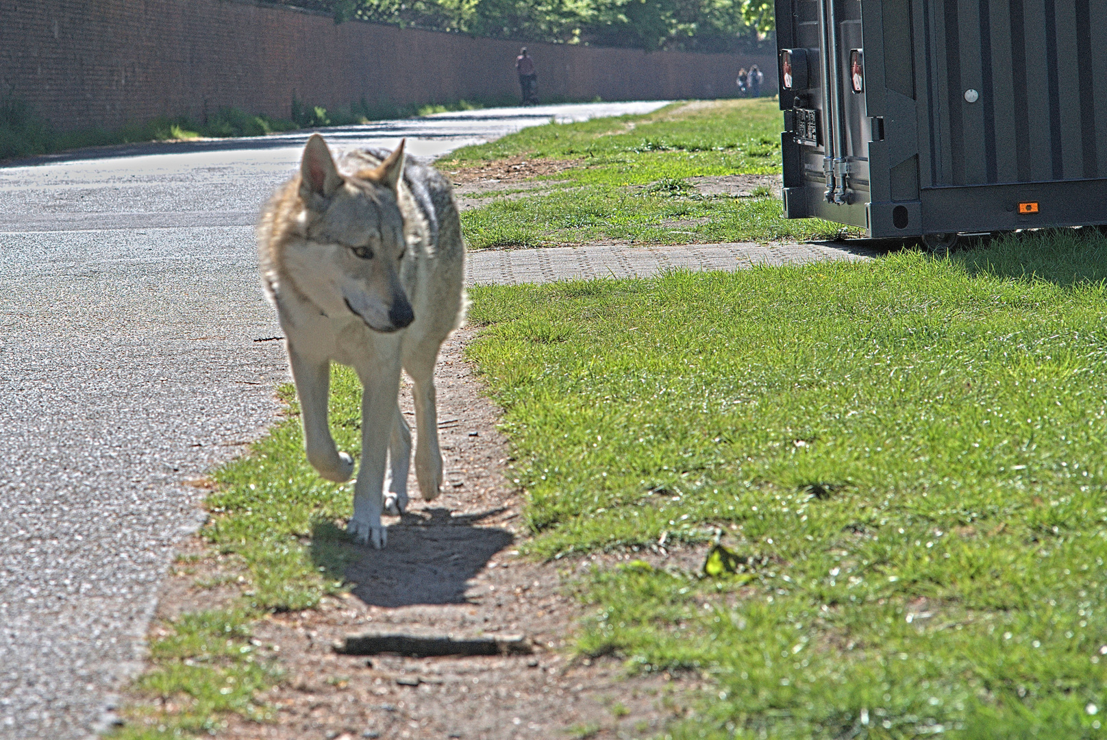 mit dem Wolf unterwegs