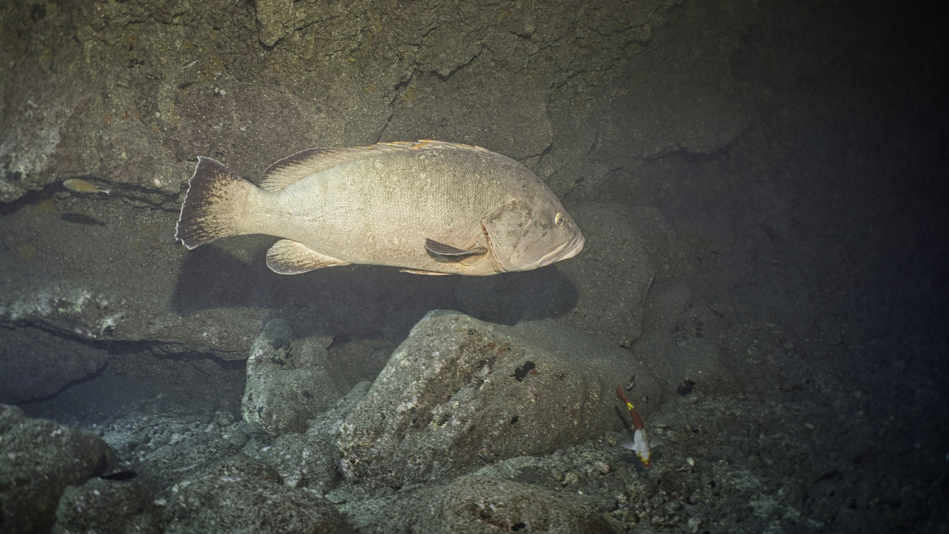 Mit dem Zackenbarsch in die Höhle tauchen.