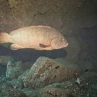 Mit dem Zackenbarsch in die Höhle tauchen.