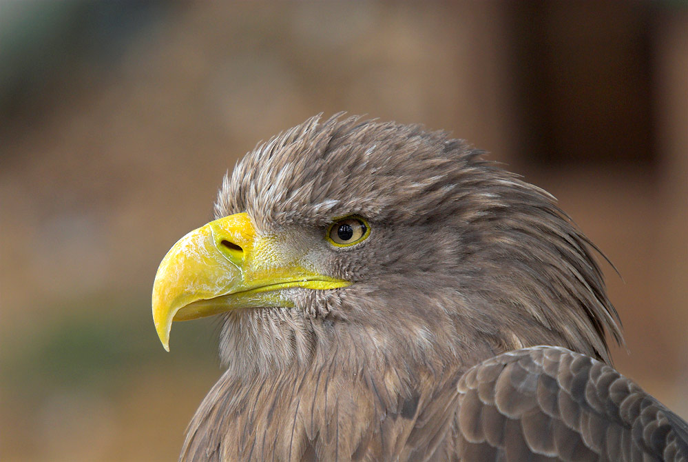 Mit den Augen der Tiere