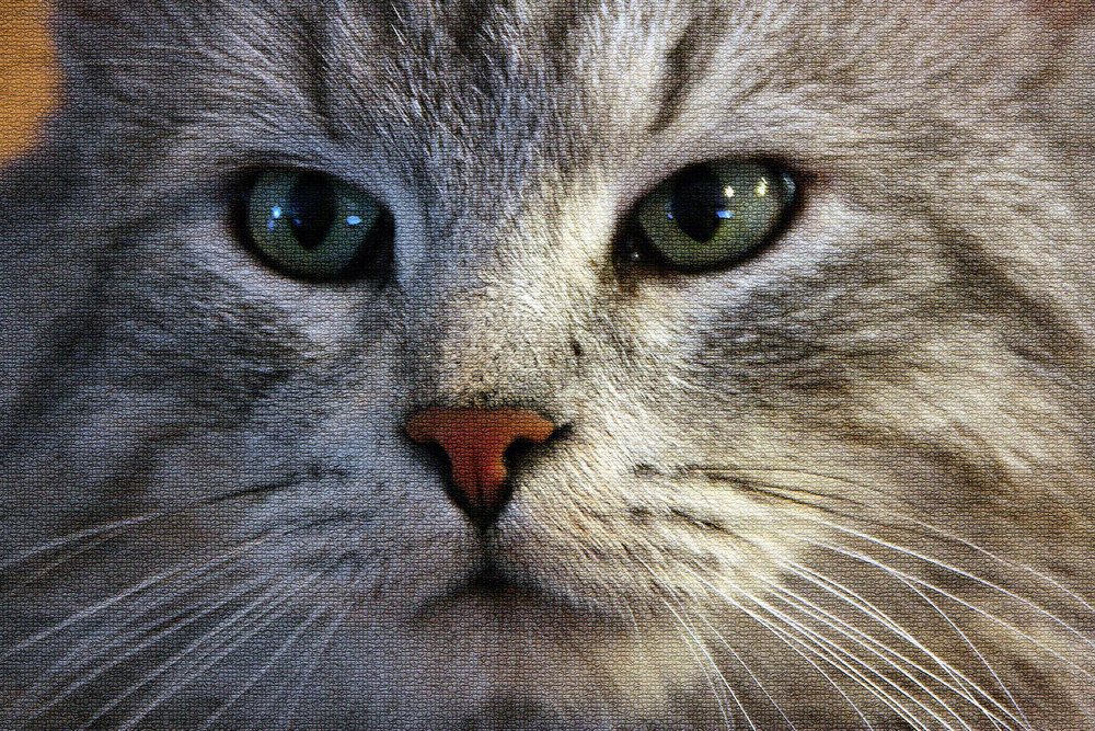 Mit den Augen einer Katze