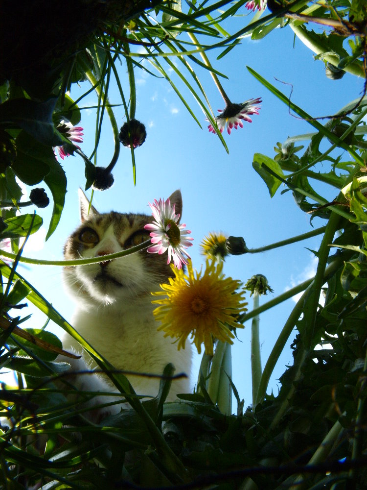 Mit den Augen einer Maus