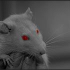 Mit den Augen einer Ratte